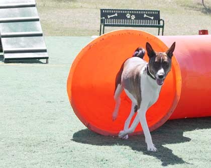 Dog Park